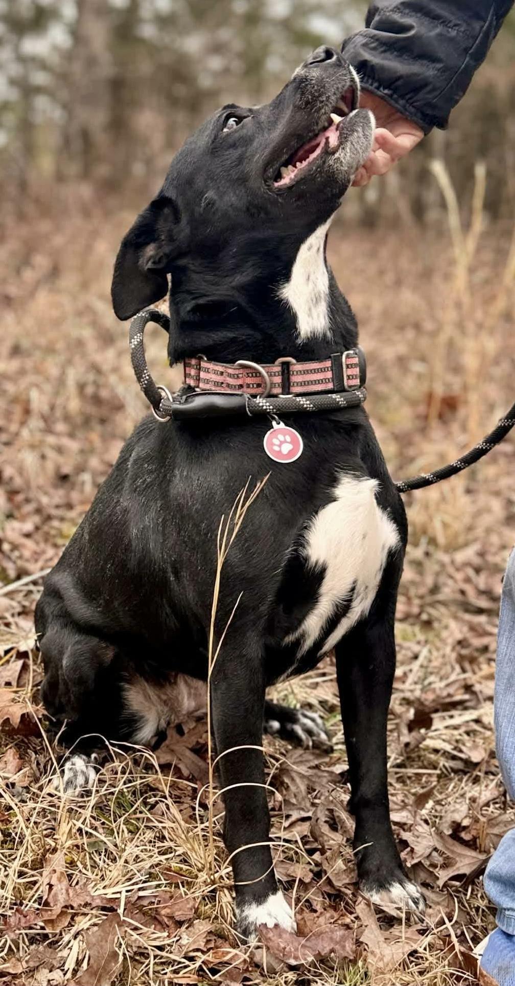 Enlarge PEPPER, a ADOPTABLE mixed breed in Waverly, TN image 4/6