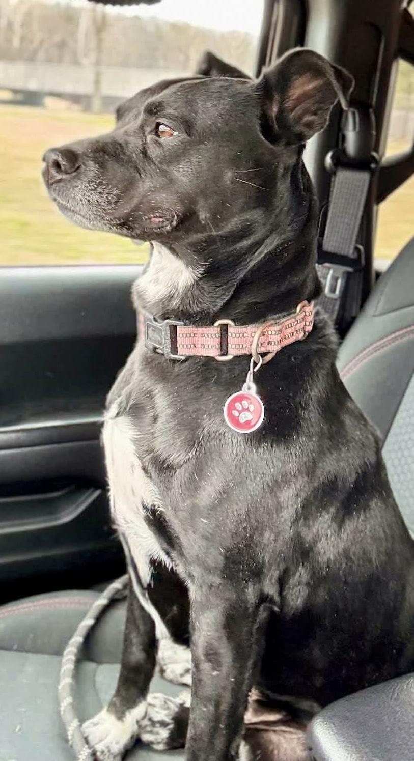 Enlarge PEPPER, a ADOPTABLE mixed breed in Waverly, TN image 1/6