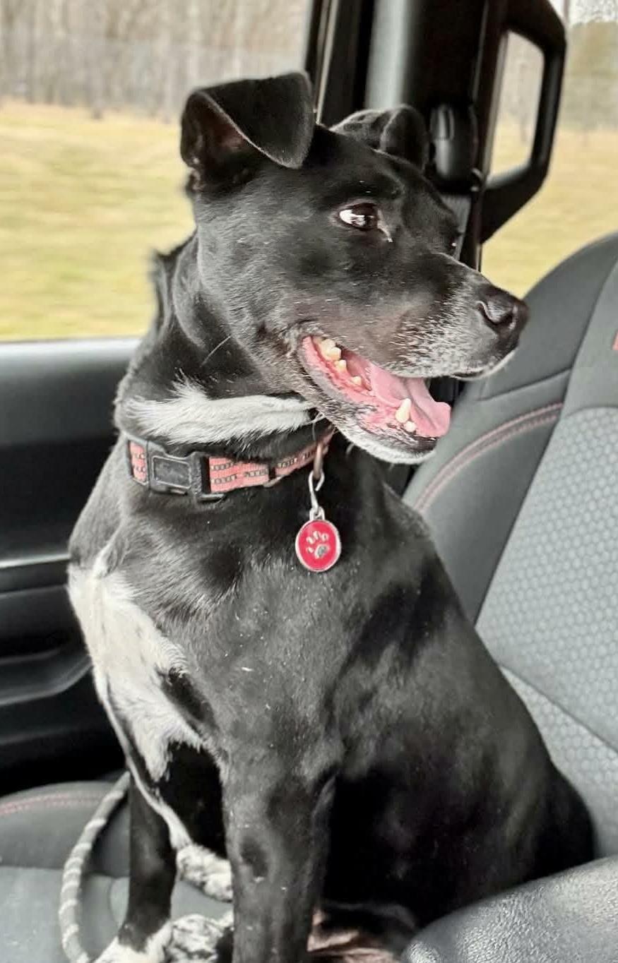 Enlarge PEPPER, a ADOPTABLE mixed breed in Waverly, TN image 5/6