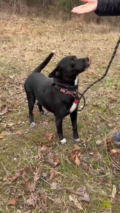 Enlarge PEPPER, a ADOPTABLE mixed breed in Waverly, TN video 6/6