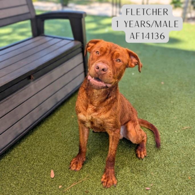Fletcher, Adoptable, Adult Male Pit Bull Terrier.