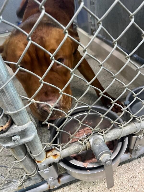 Enlarge Fletcher, a Adoptable Pit Bull Terrier in Supply, NC image 2/2
