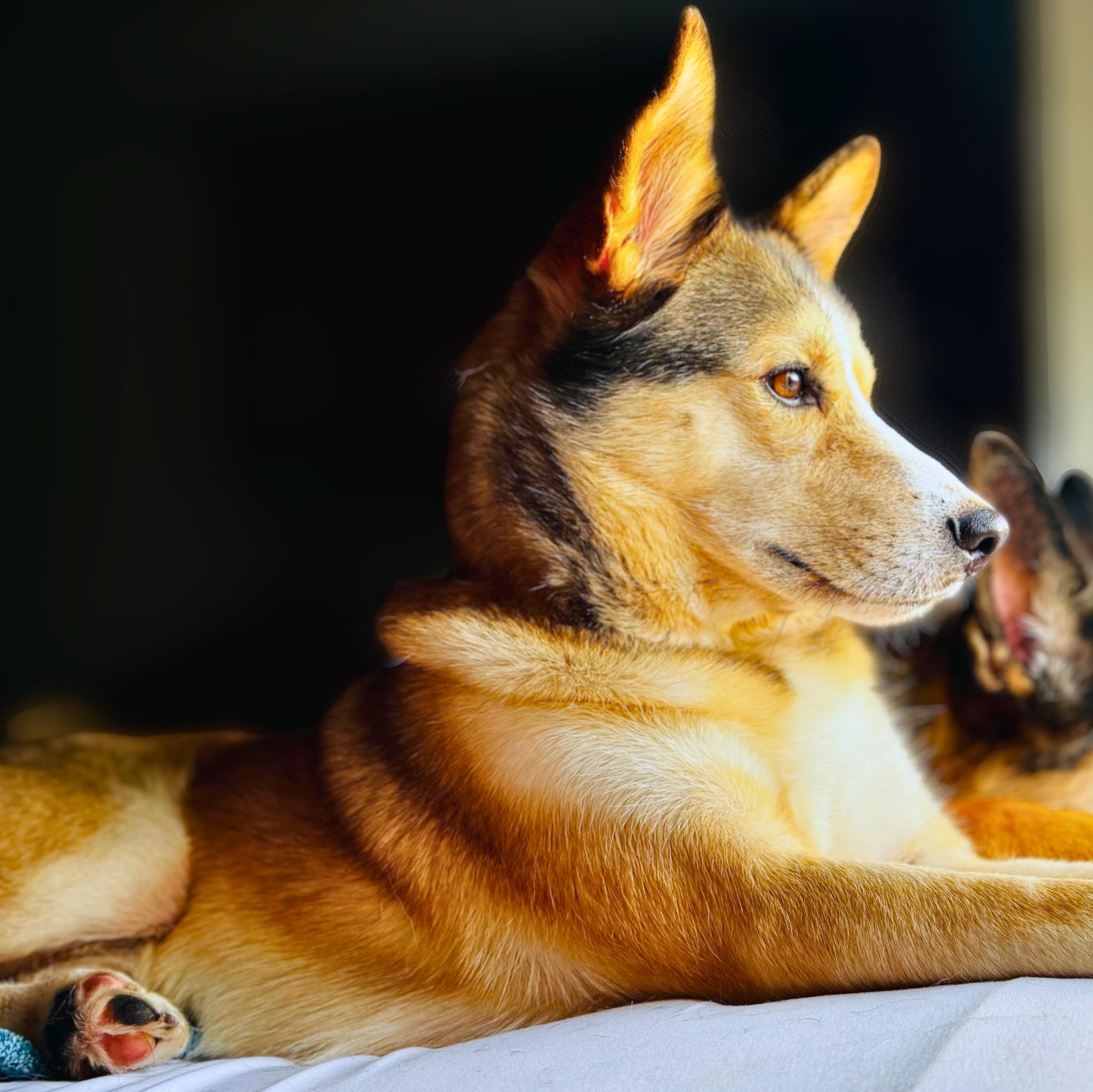 Lobo, Adoptable, Young Male Husky.