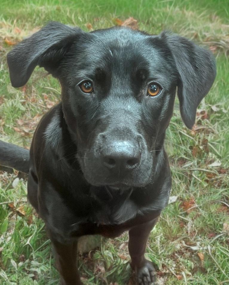 Sammy, Adoptable, Young Female Black Labrador Retriever.