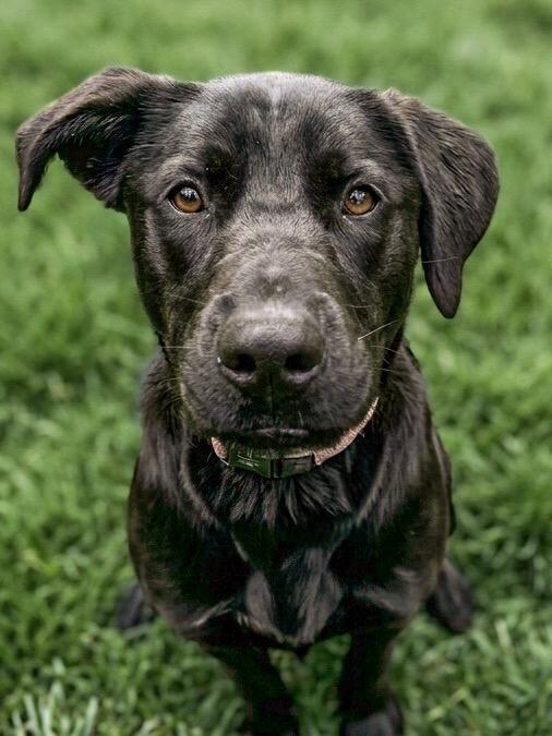 Sammy, Adoptable, Young Female Black Labrador Retriever.