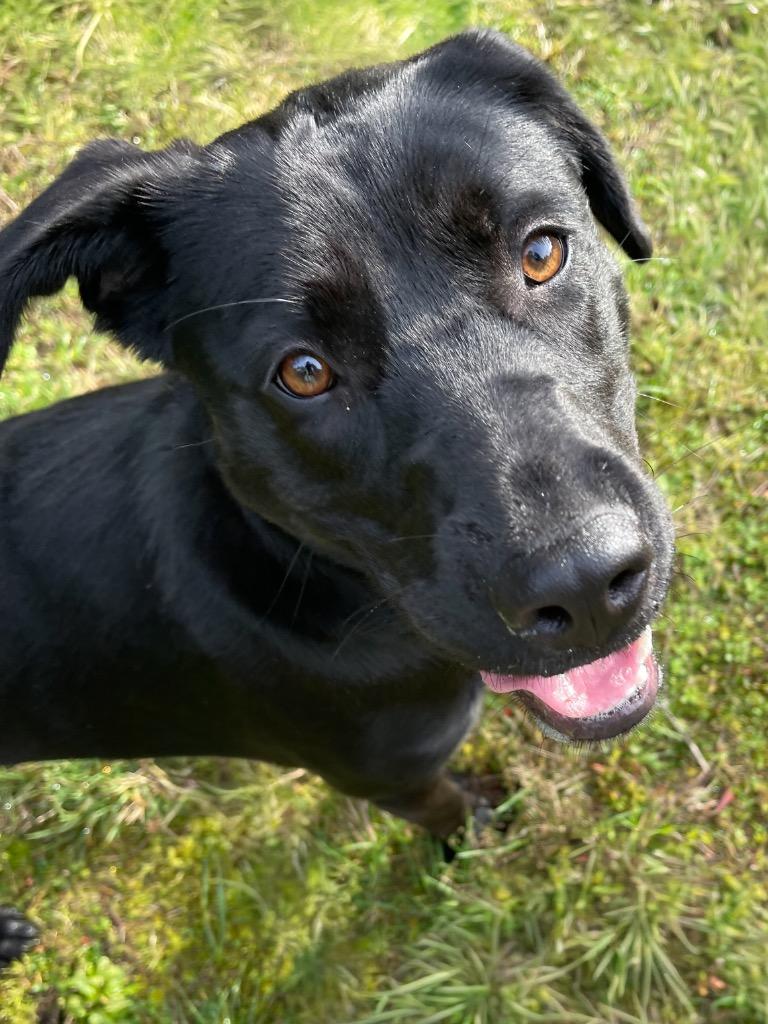 Sammy, a Adoptable Black Labrador Retriever in Vashon, WA image 1/2
