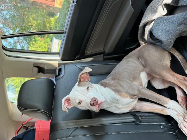 Enlarge Jovie, a Adoptable Pit Bull Terrier in Grayson, GA image 4/6