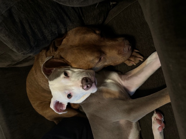 Enlarge Jovie, a Adoptable Pit Bull Terrier in Grayson, GA image 2/6