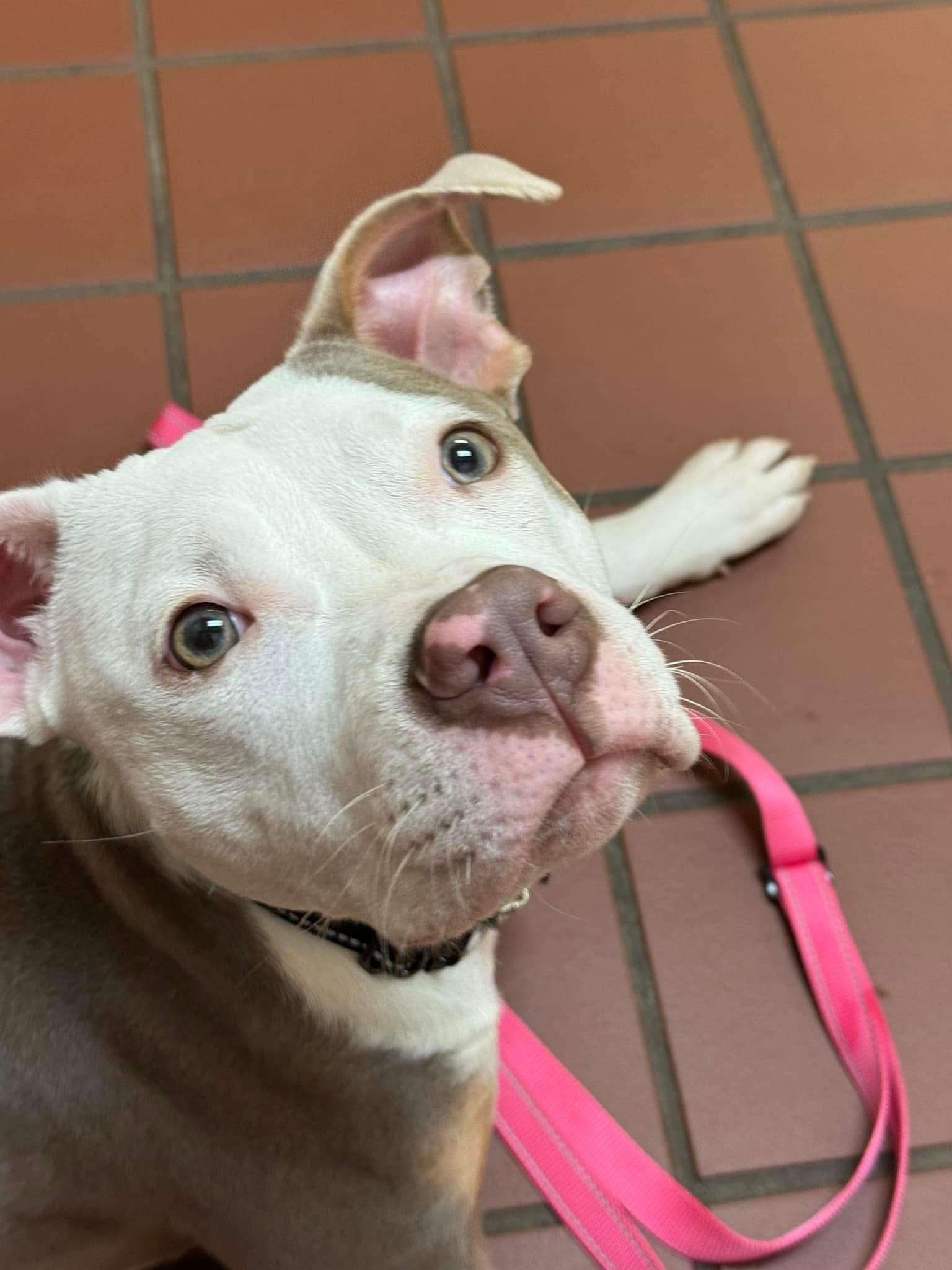 Jovie, Adoptable, Young Female Pit Bull Terrier.