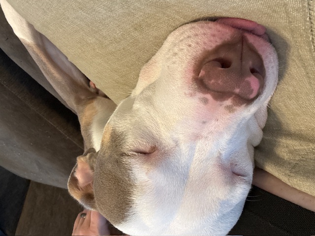 Enlarge Jovie, a Adoptable Pit Bull Terrier in Grayson, GA image 3/6