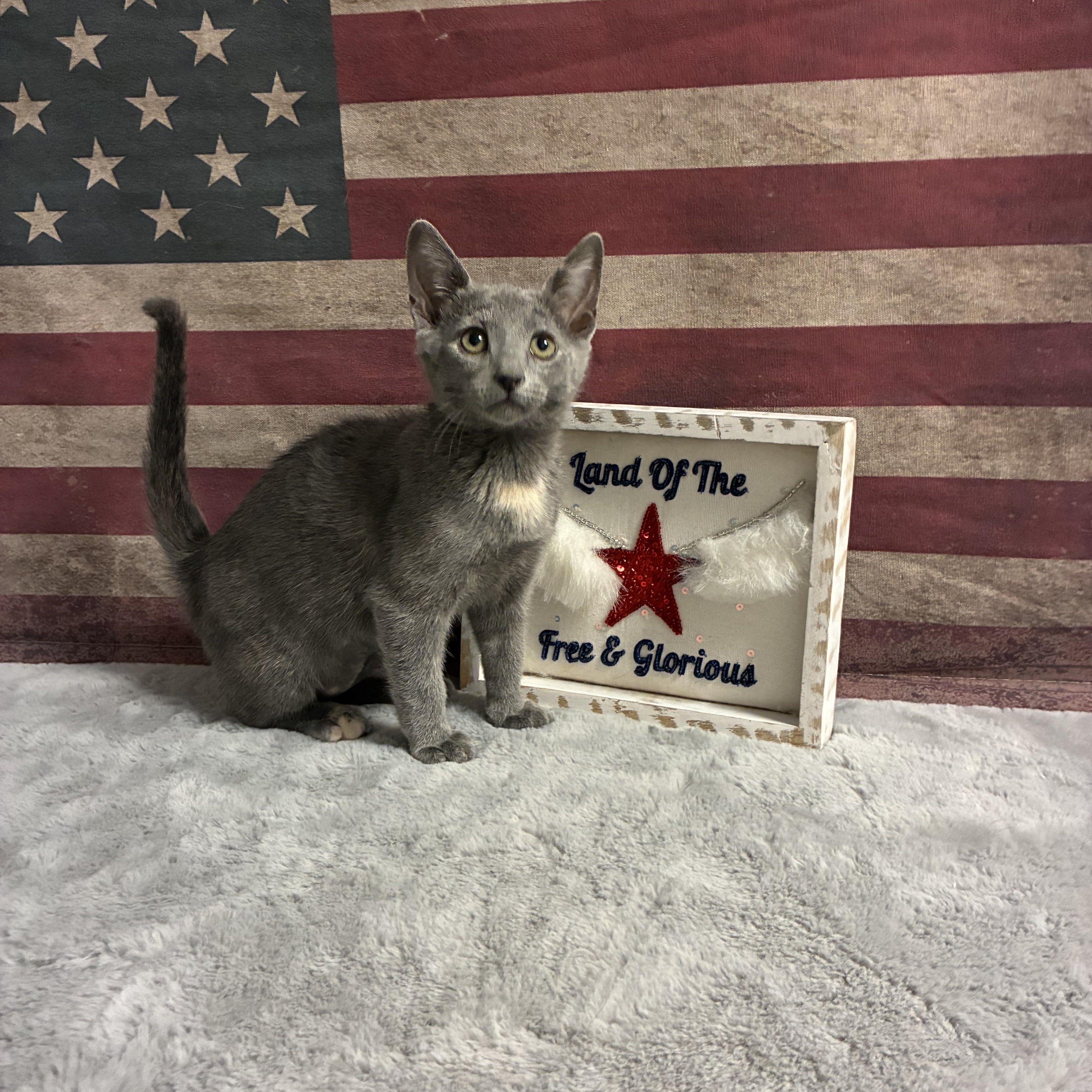 Susie, Baby Female Domestic Short Hair