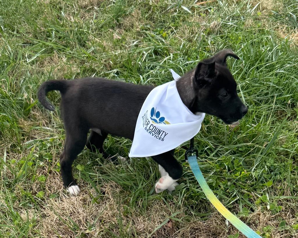Enlarge Atticus, a Adoptable mixed breed in Gallatin, TN image 1/3