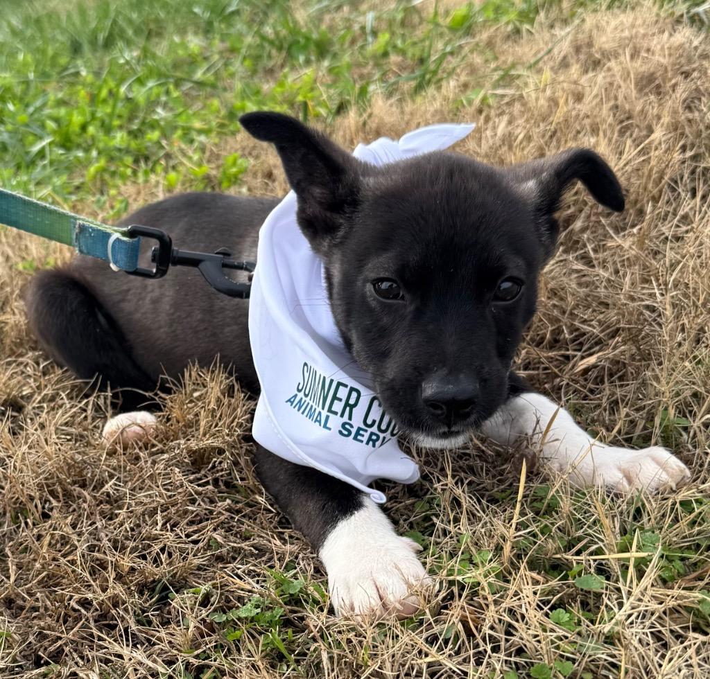 Enlarge Atticus, a Adoptable mixed breed in Gallatin, TN image 2/3