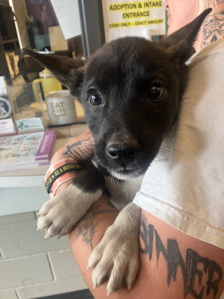 Enlarge Atticus, a Adoptable mixed breed in Gallatin, TN image 3/3