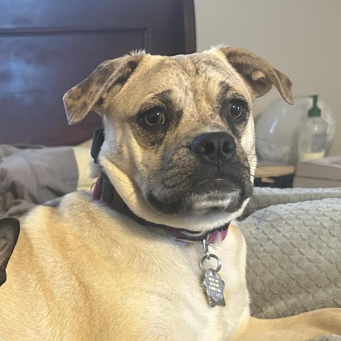 Enlarge Mixie Moon ~ Local Girl, a Adoptable mixed breed in Andover, MA image 1/6