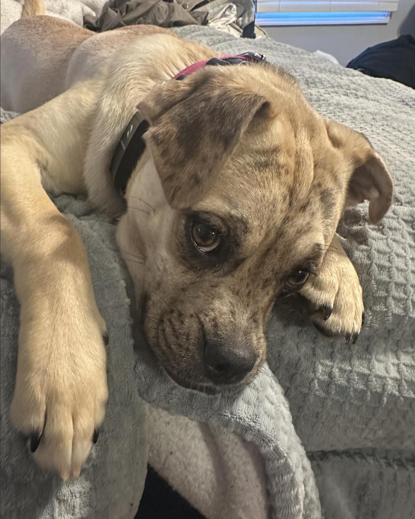 Enlarge Mixie Moon ~ Local Girl, a Adoptable mixed breed in Andover, MA image 3/6