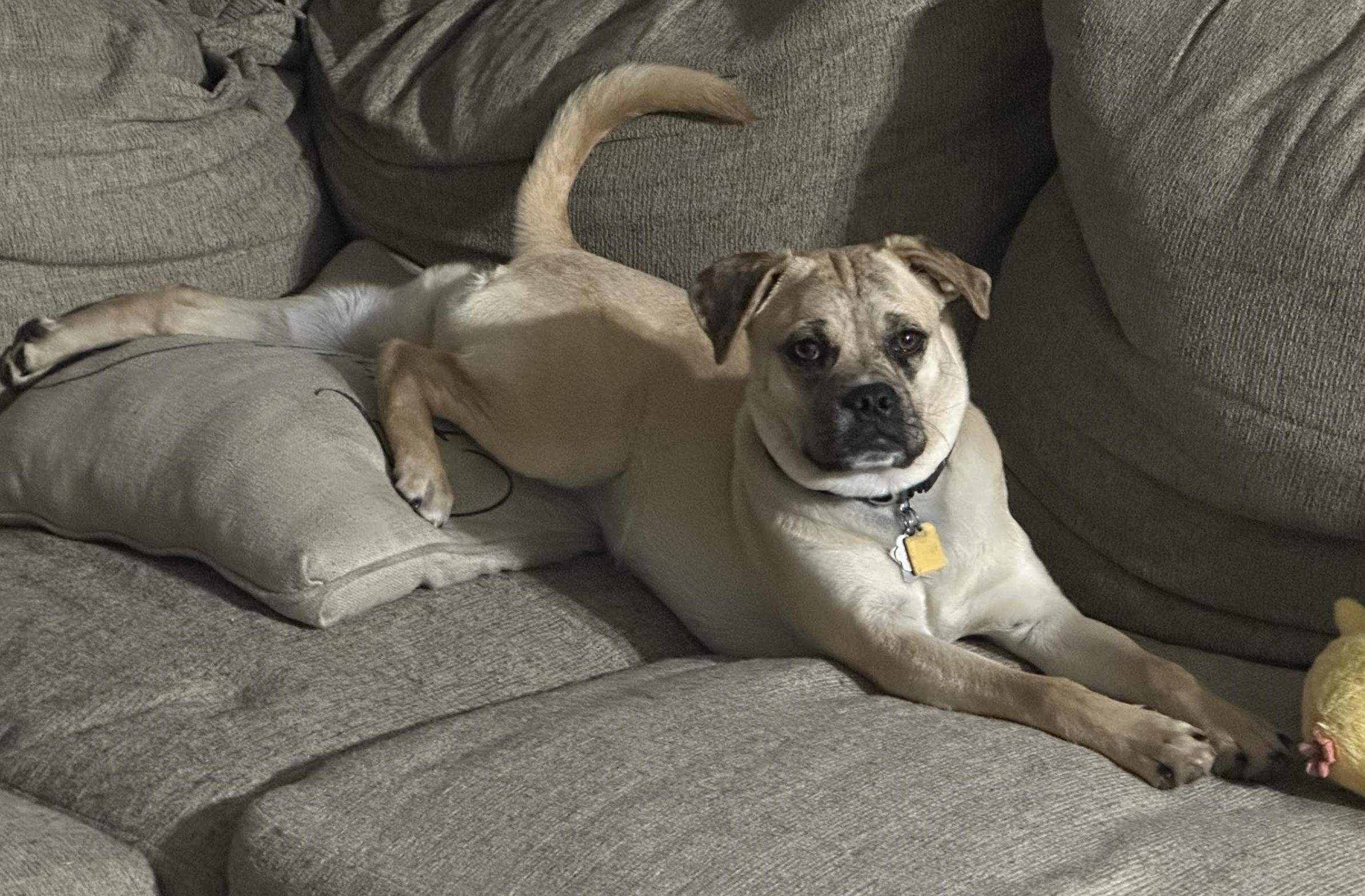 Enlarge Mixie Moon ~ Local Girl, a Adoptable mixed breed in Andover, MA image 2/6