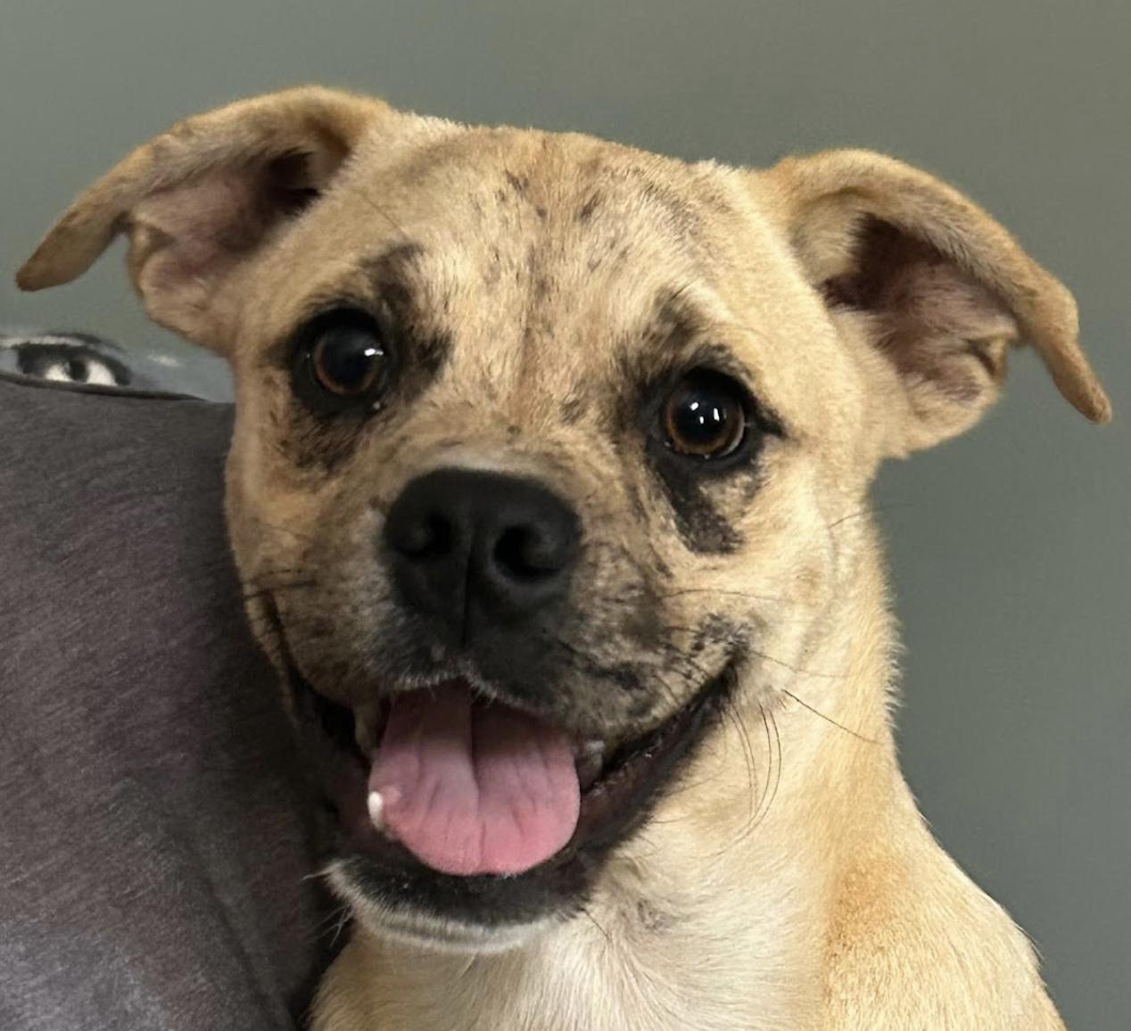 Enlarge Mixie Moon ~ Local Girl, a Adoptable mixed breed in Andover, MA image 5/6