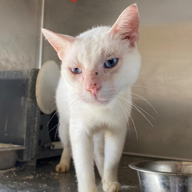 Enlarge Gatsby, a Adoptable Domestic Short Hair in West Palm Beach, FL image 1/4