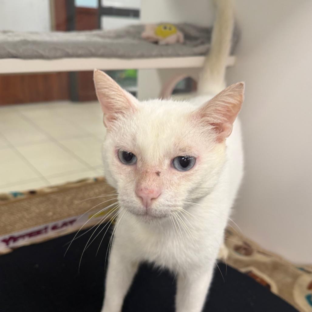 Enlarge Gatsby, a Adoptable Domestic Short Hair in West Palm Beach, FL image 2/4