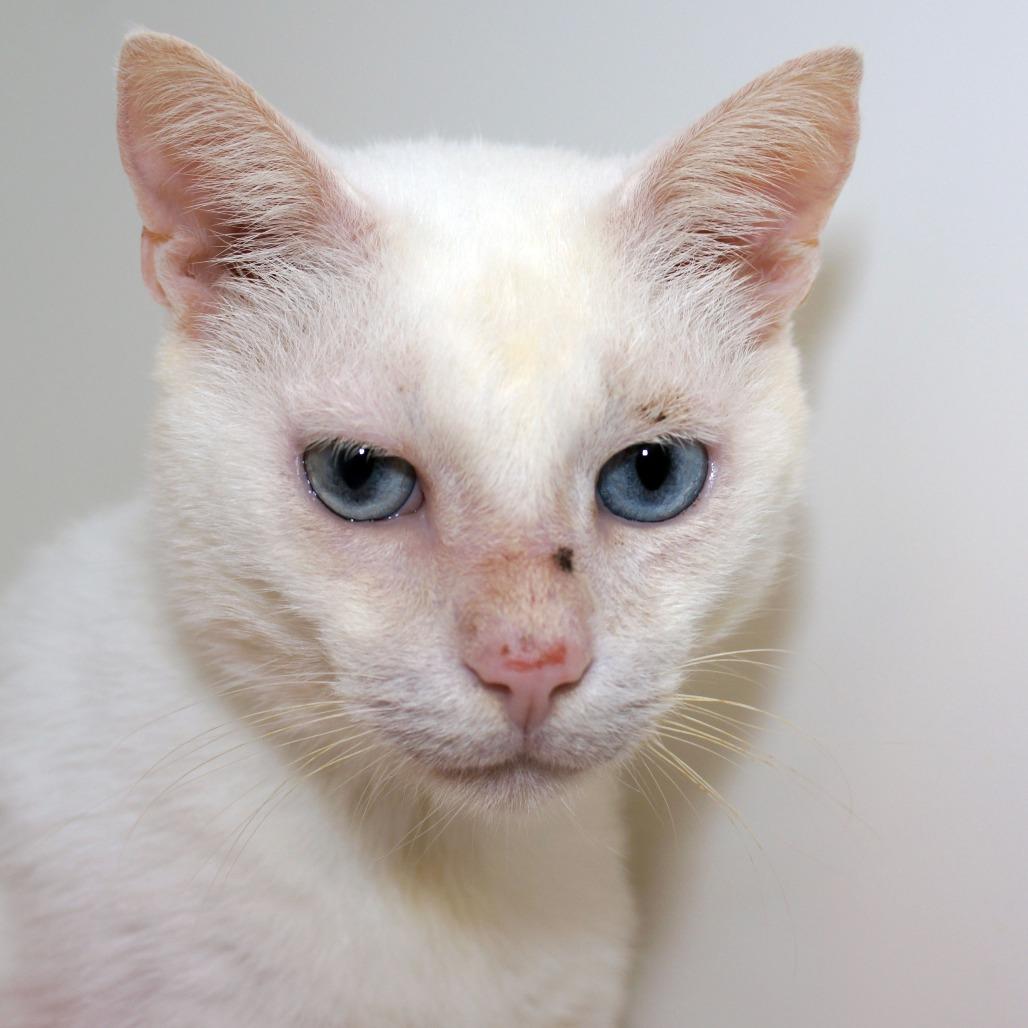 Enlarge Gatsby, a Adoptable Domestic Short Hair in West Palm Beach, FL image 3/4