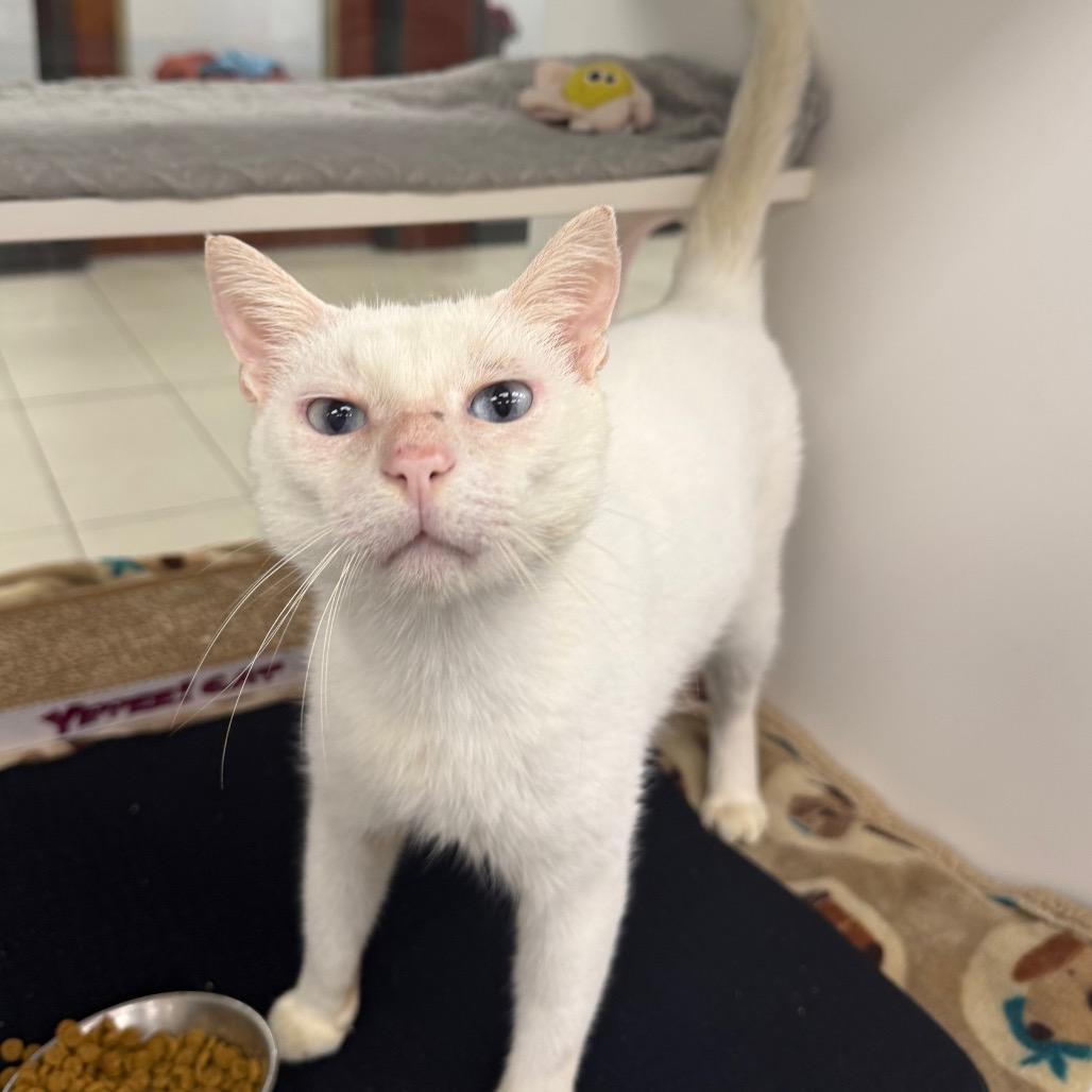 Enlarge Gatsby, a Adoptable Domestic Short Hair in West Palm Beach, FL image 4/4