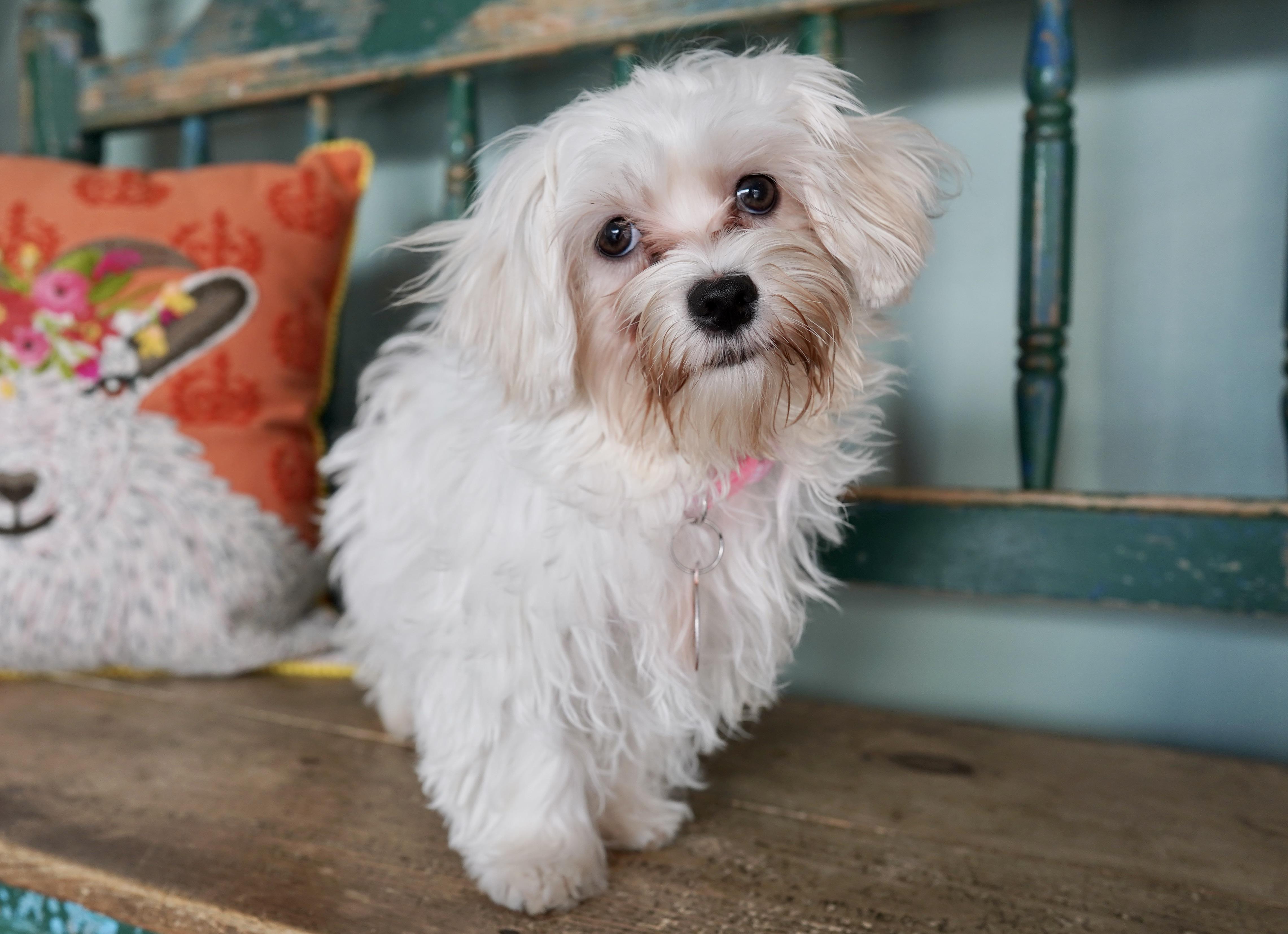 Biscuit, adopted, Puppy Female Havanese & Maltese.