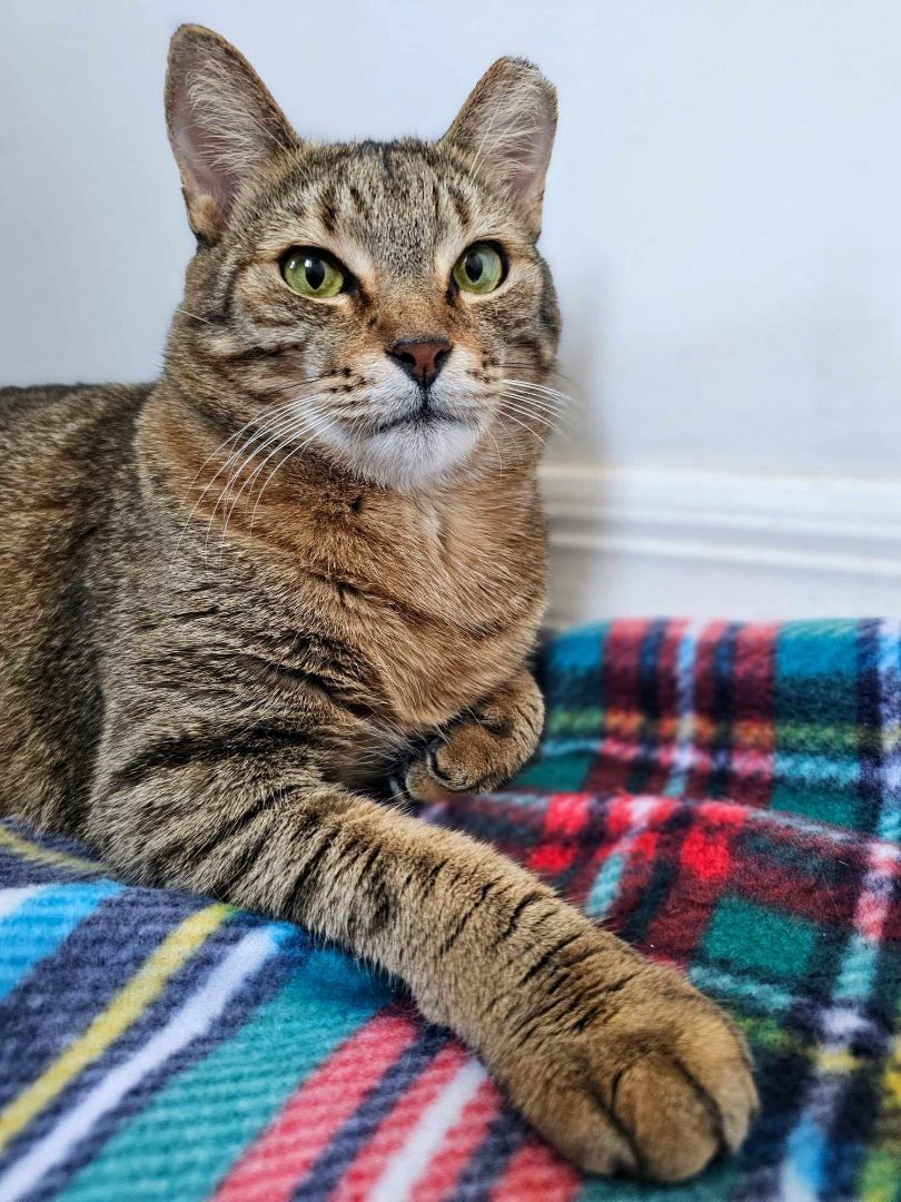 Foxy Alma Brown (Cocoa) Gorgeous Kitty Cat Unique Markings Broken Tail Loves to Be Pet with Video & Supplies, Adoptable, Adult Female Tabby.