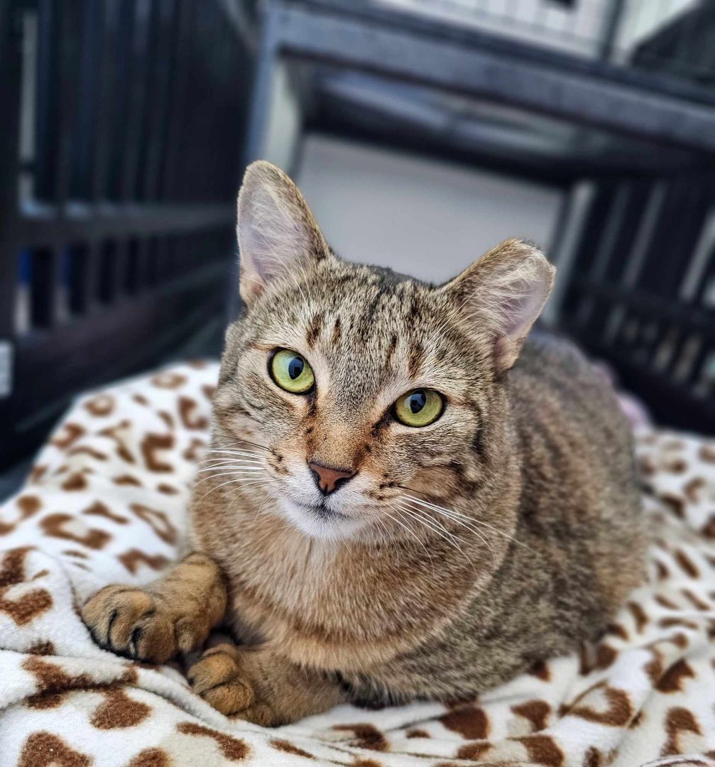 Foxy Alma Brown (Cocoa) Gorgeous Kitty Cat Unique Markings Broken Tail Loves to Be Pet with Video & Supplies, a Adoptable Tabby in Cocoa, FL image 2/5