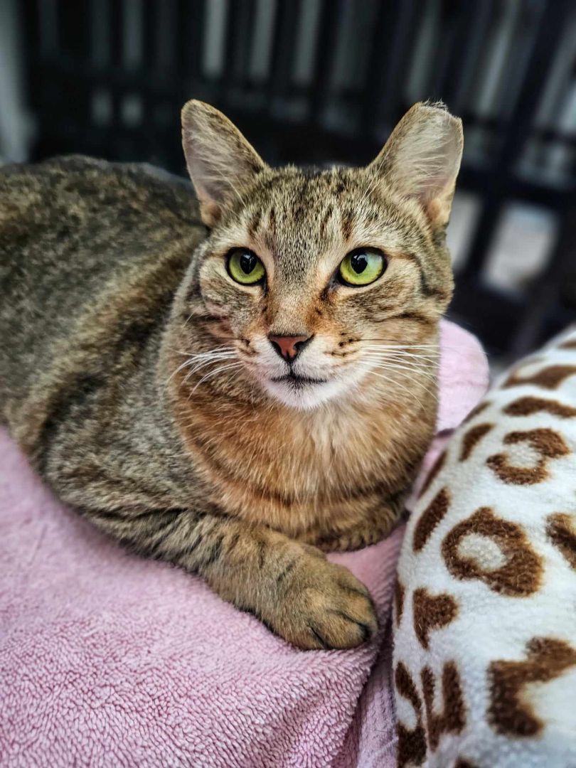 Foxy Alma Brown (Cocoa) Gorgeous Kitty Cat Unique Markings Broken Tail Loves to Be Pet with Video & Supplies, a Adoptable Tabby in Cocoa, FL image 3/5