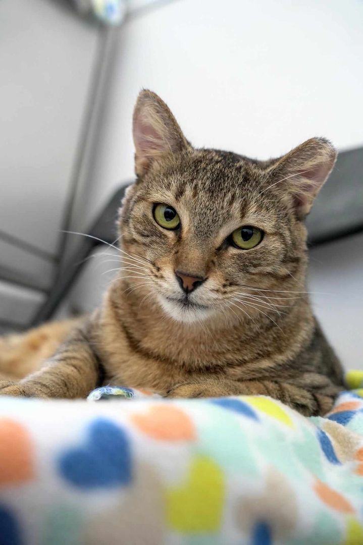 Foxy Alma Brown (Cocoa) Gorgeous Kitty Cat Unique Markings Broken Tail Loves to Be Pet with Video & Supplies, a Adoptable Tabby in Cocoa, FL image 4/5