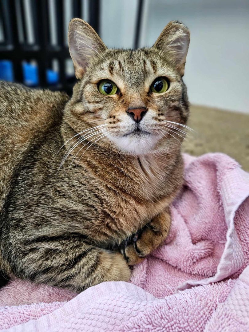 Foxy Alma Brown (Cocoa) Gorgeous Kitty Cat Unique Markings Broken Tail Loves to Be Pet with Video & Supplies, a Adoptable Tabby in Cocoa, FL image 5/5
