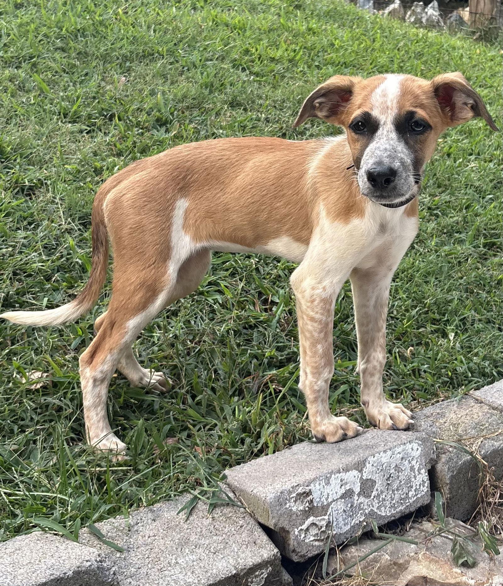 Wonder, Adopted, Puppy Female Hound & Coonhound.