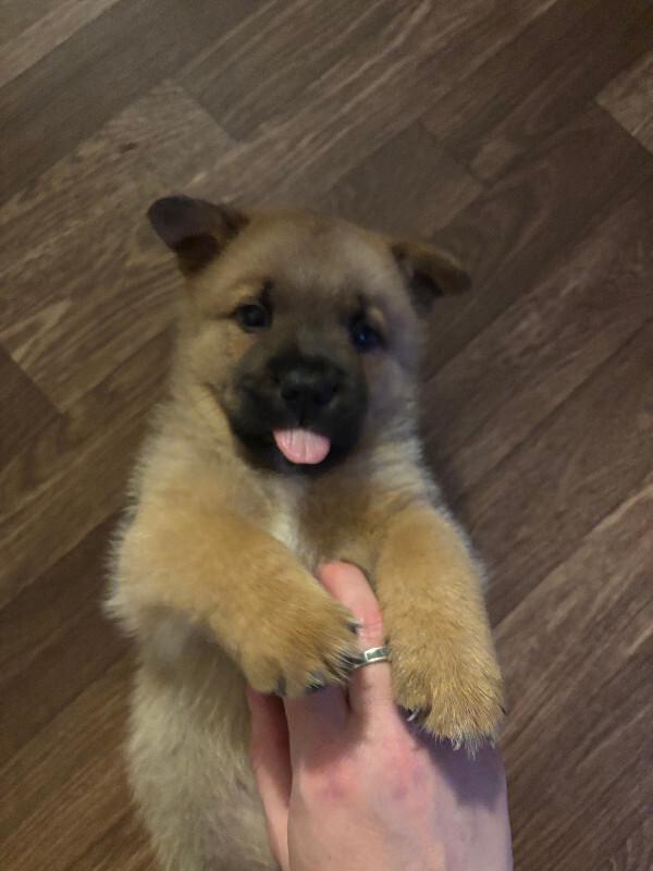 Esker, Adoptable, Young Male Carolina Dog & Cattle Dog.