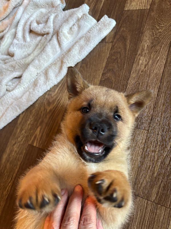 Enlarge Esker, a Adoptable mixed breed in renton, WA image 2/6