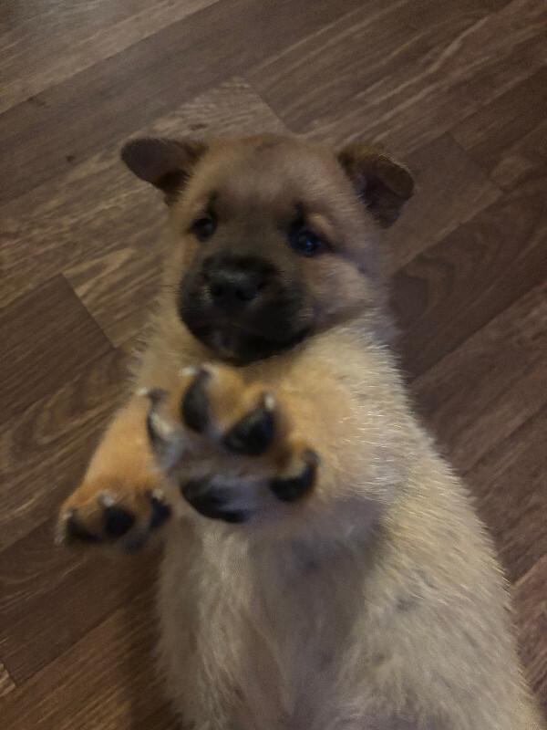 Enlarge Esker, a Adoptable mixed breed in renton, WA image 3/6