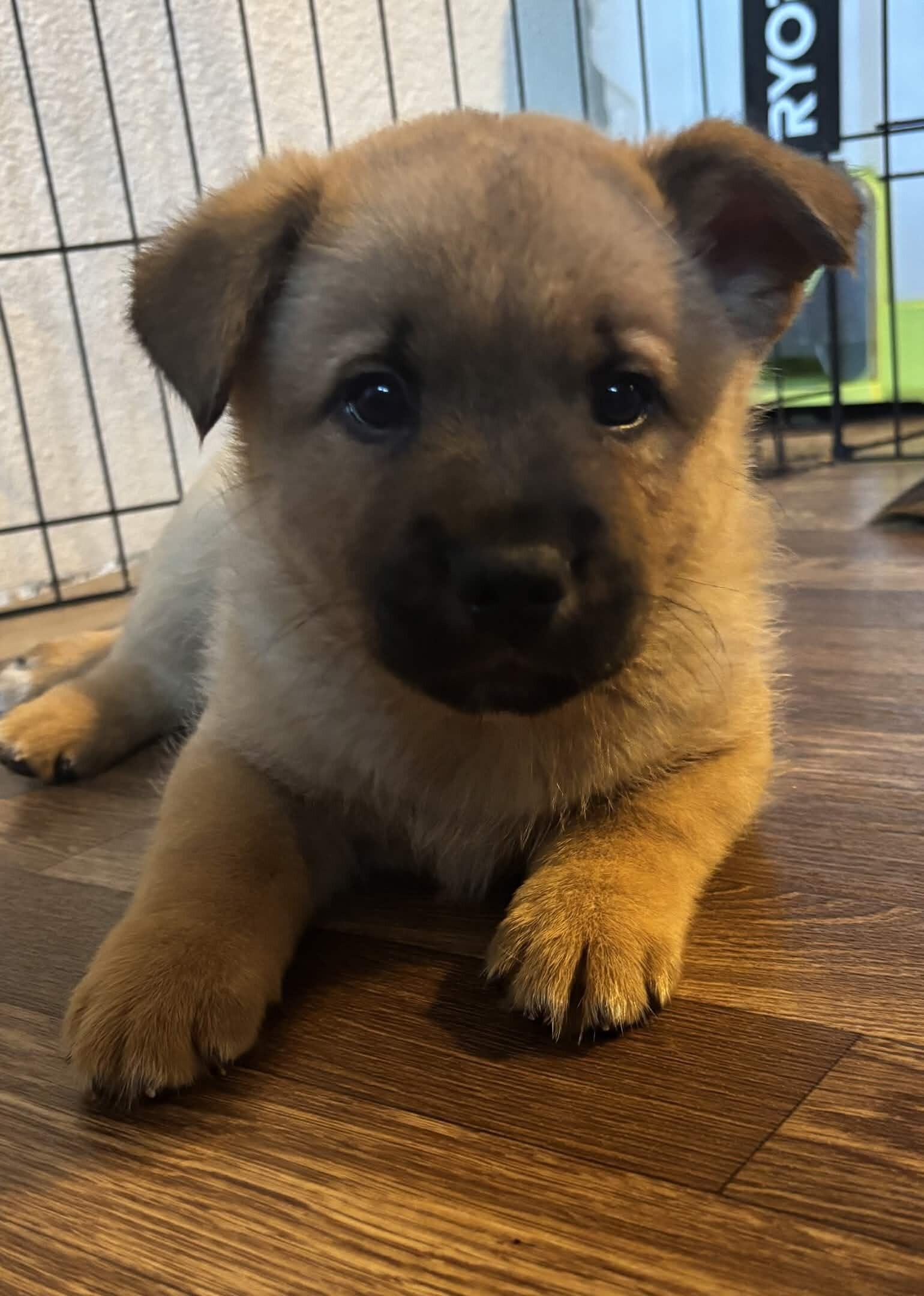 Enlarge Esker, a Adoptable mixed breed in renton, WA image 4/6