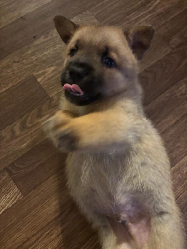 Enlarge Esker, a Adoptable mixed breed in renton, WA image 5/6