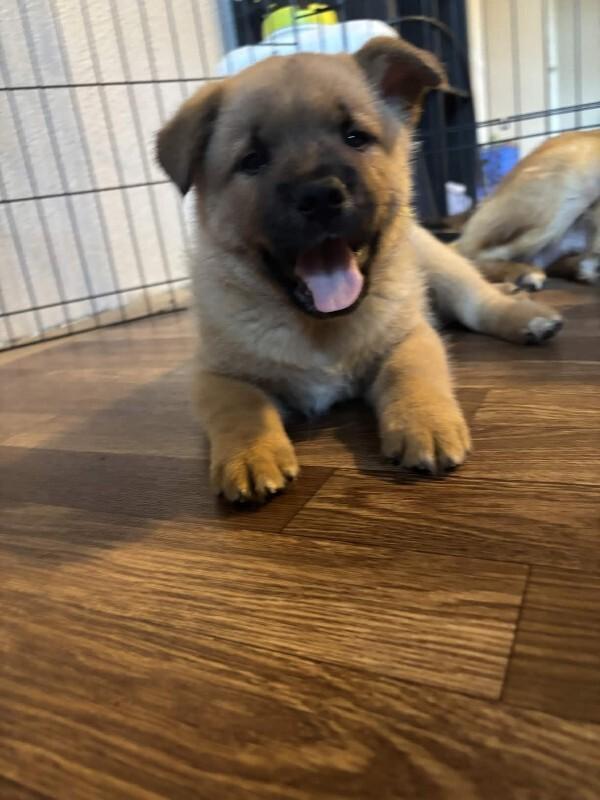 Enlarge Esker, a Adoptable mixed breed in renton, WA image 6/6