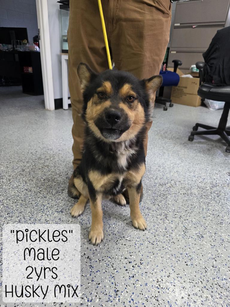 Pickles, Adoptable, Young Male Mixed Breed.