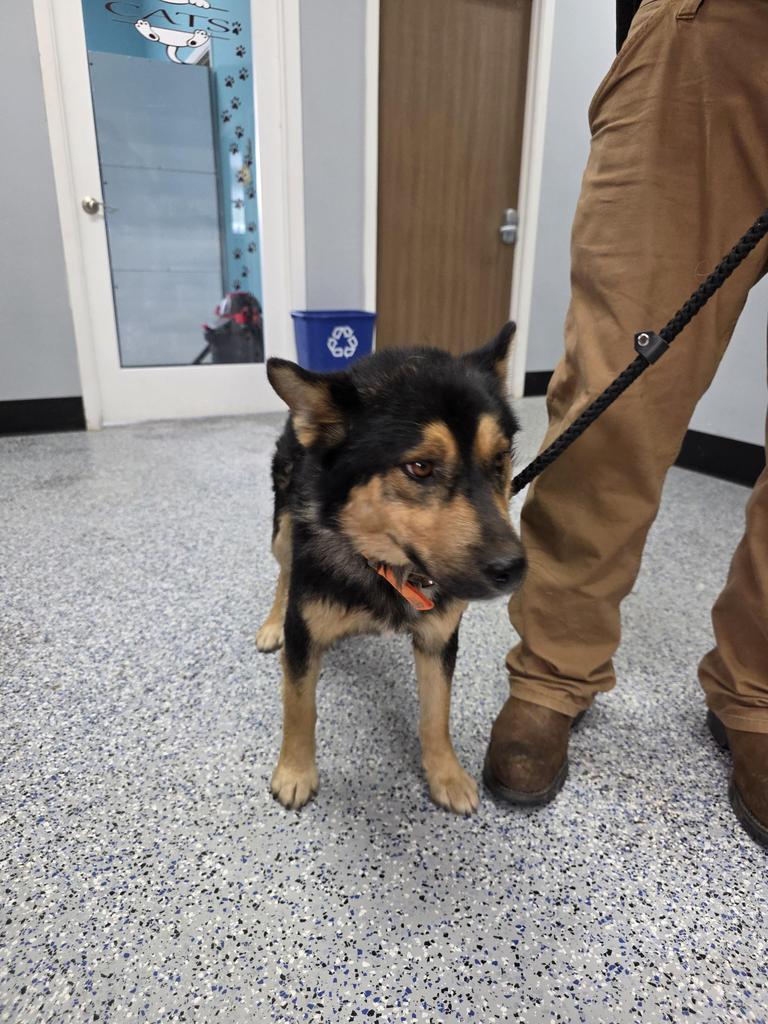 Enlarge Pickles, a Adoptable mixed breed in Holbrook, AZ image 2/2