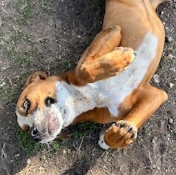 Enlarge Max, a ADOPTABLE mixed breed in Converse, TX image 4/5