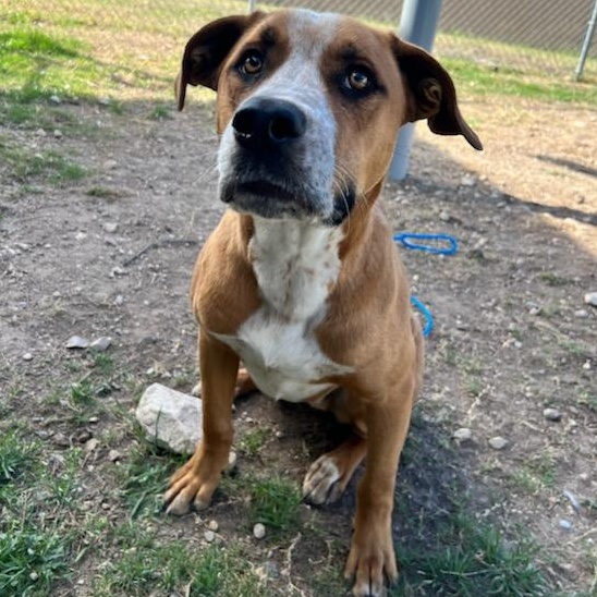 Enlarge Max, a ADOPTABLE mixed breed in Converse, TX image 5/5