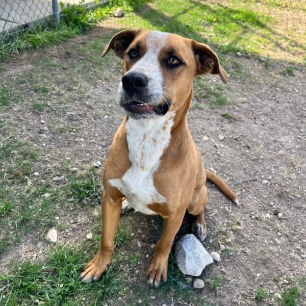 Max, ADOPTABLE, Adult Male Boxer.