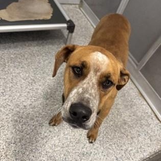 Max, ADOPTABLE, Adult Male Boxer.