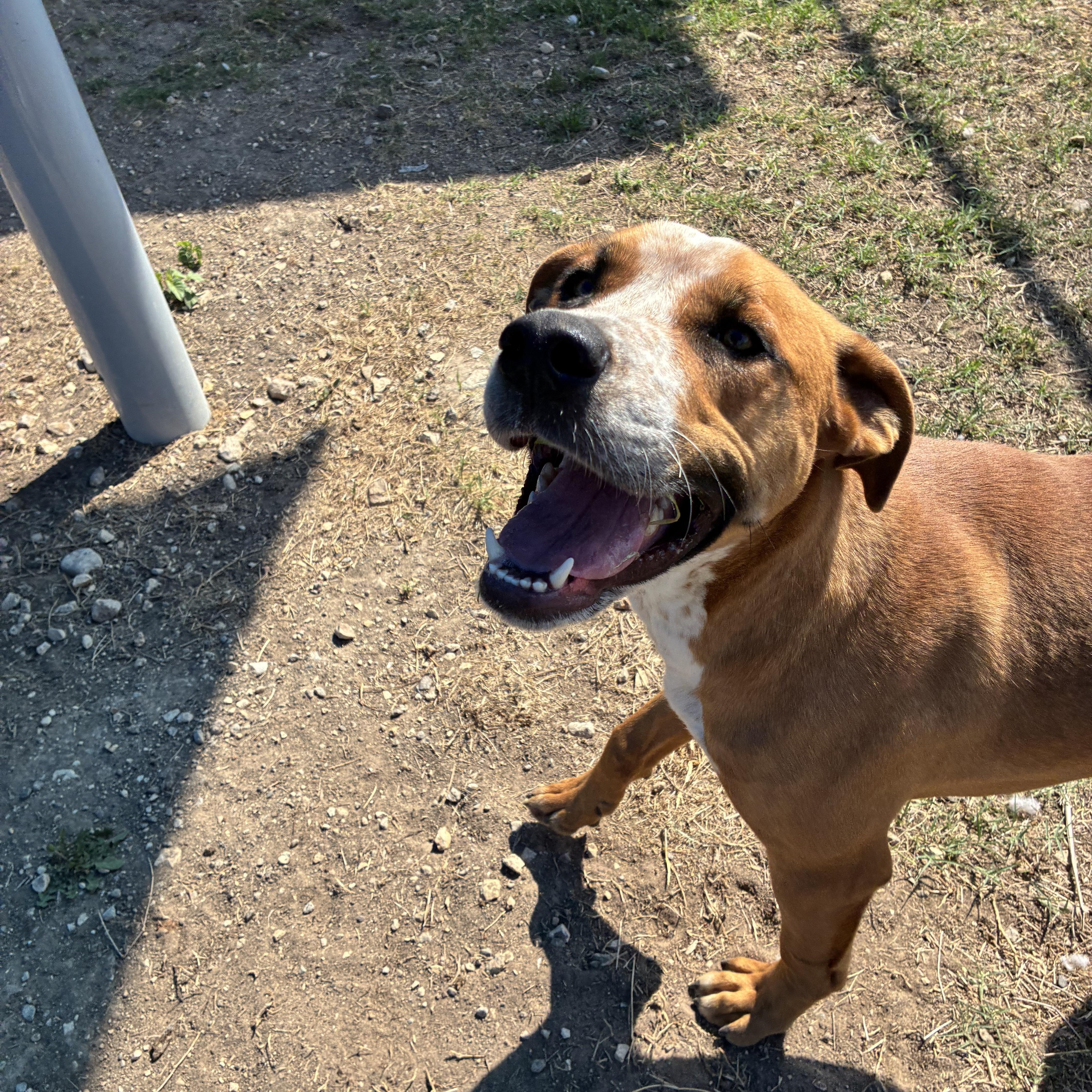 Enlarge Max, a ADOPTABLE mixed breed in Converse, TX image 2/5