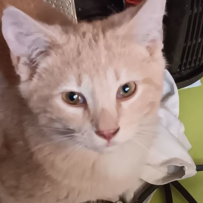 Theo, Adoptable, Young Male American Shorthair.