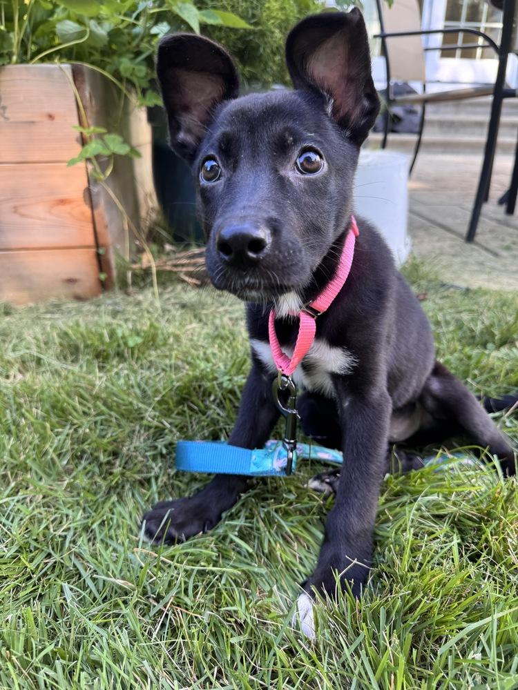 Coco, a Adoptable mixed breed in Willingboro, NJ image 1/3