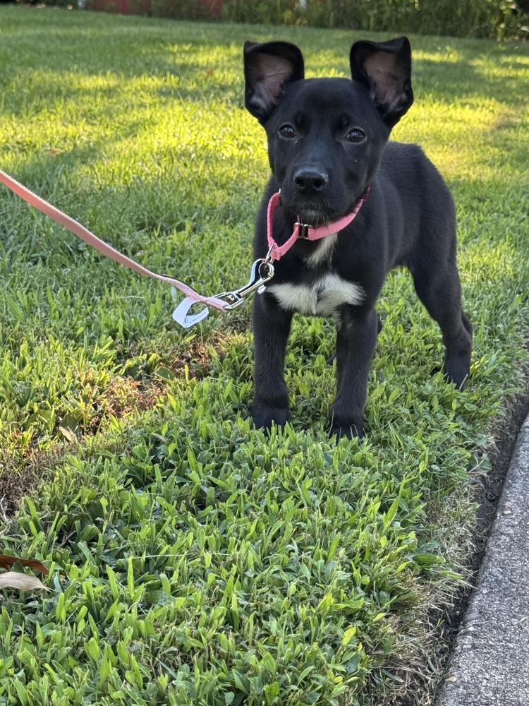 Coco, a Adoptable mixed breed in Willingboro, NJ image 2/3