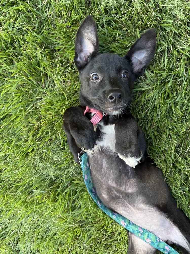 Coco, a Adoptable mixed breed in Willingboro, NJ image 3/3